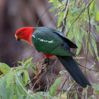 Australian King-Parrot