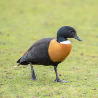 Australian Shelduck