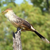 Guira Cuckoo