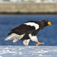 Steller's Sea-Eagle