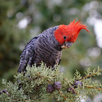 Gang-gang Cockatoo