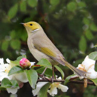 White-plumed Honeyeater