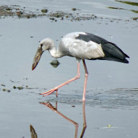 Asian Openbill