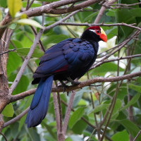 Violet Turaco