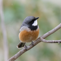 Rufous Whistler