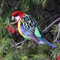 Eastern Rosella