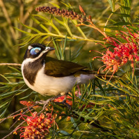 Blue-faced Honeyeater