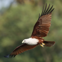 Brahminy Kite