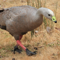 Cape Barren Goose