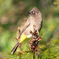 Cape Bulbul