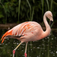 Chilean Flamingo