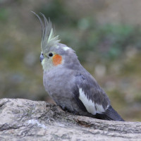 Cockatiel