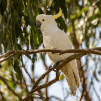 Sulphur-crested Cockatoo