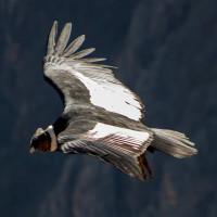 Andean Condor