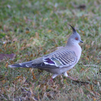 Crested Pigeon