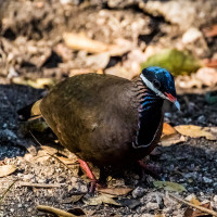 Blue-headed Quail-Dove