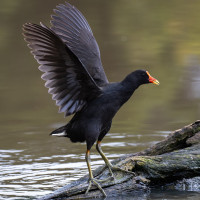 Dusky Moorhen