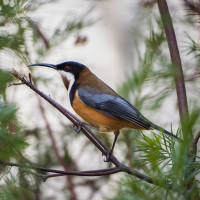 Eastern Spinebill