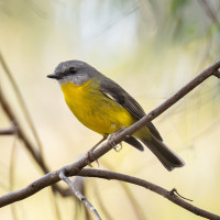 Eastern Yellow Robin