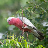 Galah