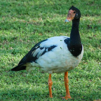 Magpie Goose