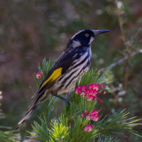 New Holland Honeyeater