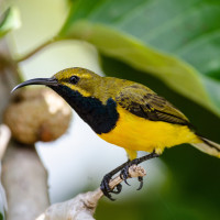 Olive-backed Sunbird