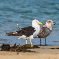 Pacific Gull