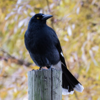 Pied Currawong