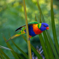 Rainbow Lorikeet