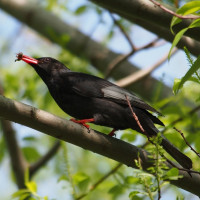 Black Bulbul