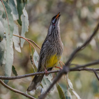 Red Wattlebird