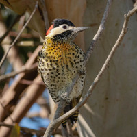 Green-barred Woodpecker