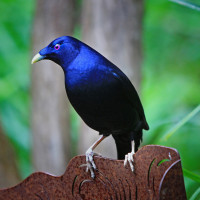 Satin Bowerbird