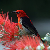 Scarlet Honeyeater