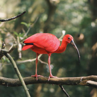 Scarlet Ibis