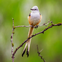 Scissor-tailed Flycatcher