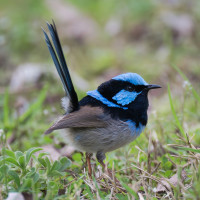 Superb Fairywren