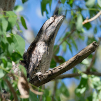 Tawny Frogmouth