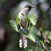 Western Wattlebird