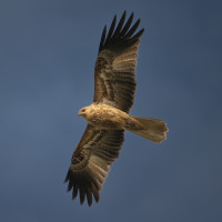 Whistling Kite