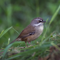 White-browed Scrubwren