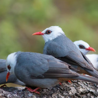 White-headed Bulbul