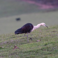 White-necked Heron