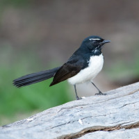 Willie Wagtail