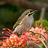 Yellow-faced Honeyeater