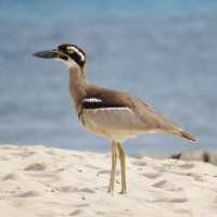 Beach Stone-Curlew