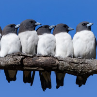 White-breasted Woodswallow