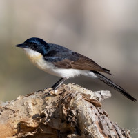 Restless Flycatcher