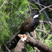 Eastern Whipbird